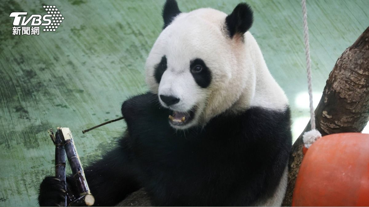 圓寶生日,開心吃著動物園準備的甘蔗。(圖/葉志明攝)