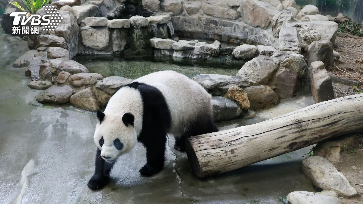 圓寶生日,動物園幫忙準備慶生會。(圖/葉志明攝)