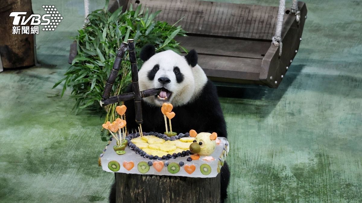 圓寶生日,開心吃著動物園準備的蛋糕。(圖/葉志明攝)