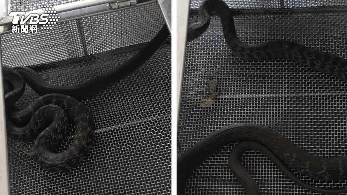 獨/南投半年抓近1100條蛇 車行鳥籠、工地鷹架現蹤品種曝