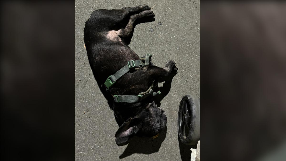 大安森林公園淪「毛孩殺手」? 愛犬吃草後1分鐘暴斃