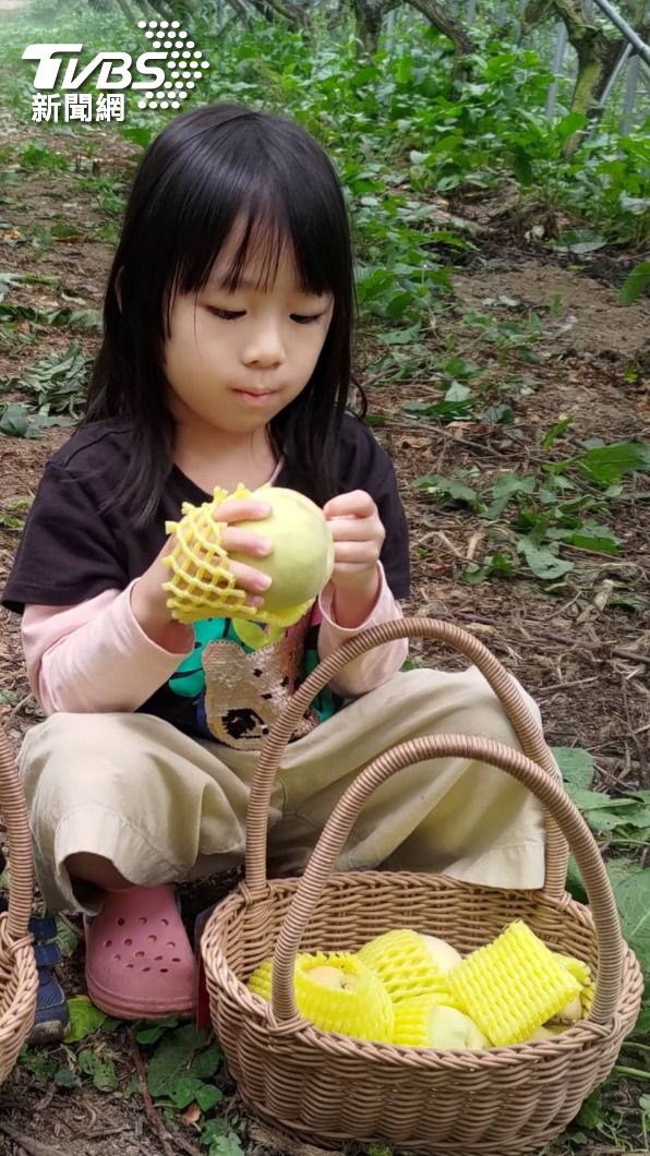 梅峰水蜜桃預計7月中開放採果，圖為2023年遊客親子同遊自採，小朋友採果後幫水蜜桃裝保護套。（圖／TVBS）