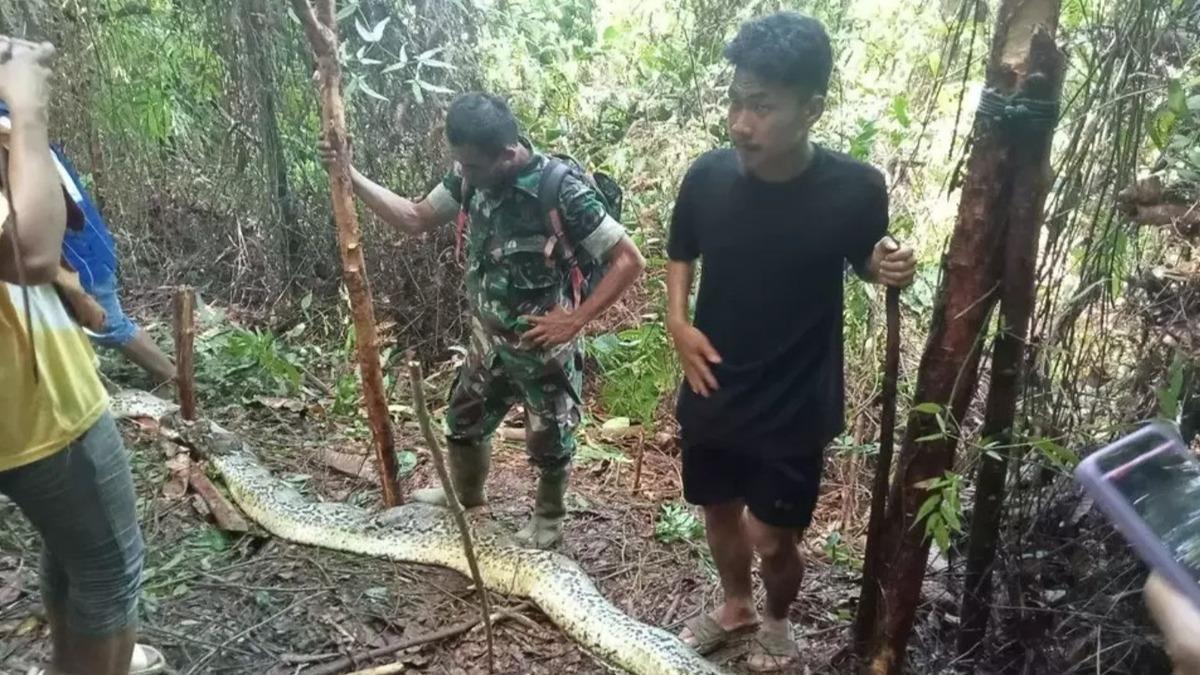 人妻突失蹤，竟遭蟒蛇活活纏死吃下肚！震撼影片曝光。（圖／翻攝自beritasatu.com）