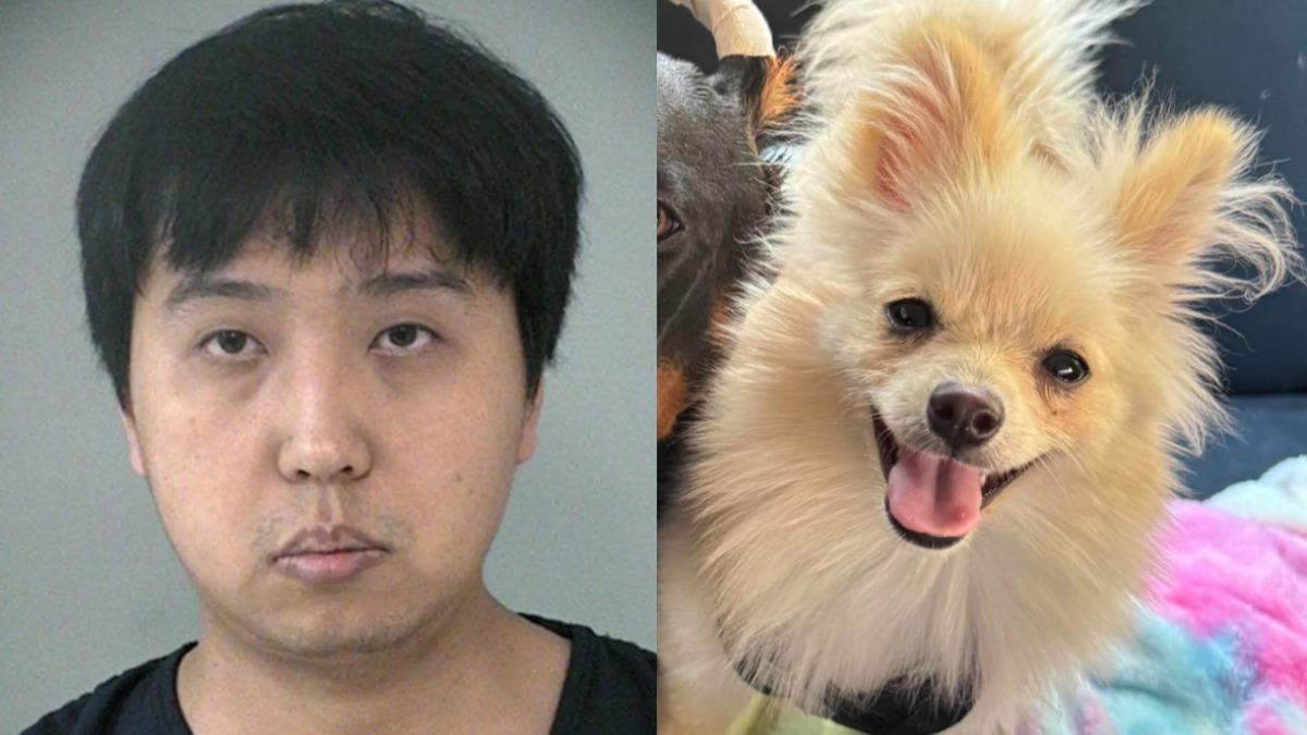 不滿妻子更愛狗!醋男虐殺「爆砸博美犬」 警見畫面也震驚