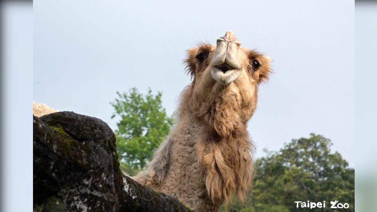 病痛纏身!木柵動物園26歲高齡單峰駱駝「玉葉」 不幸身亡