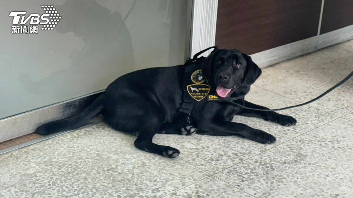 黑拉拉好萌！全台首隻電子偵測犬「聞一聞」　抓到51億博弈水房