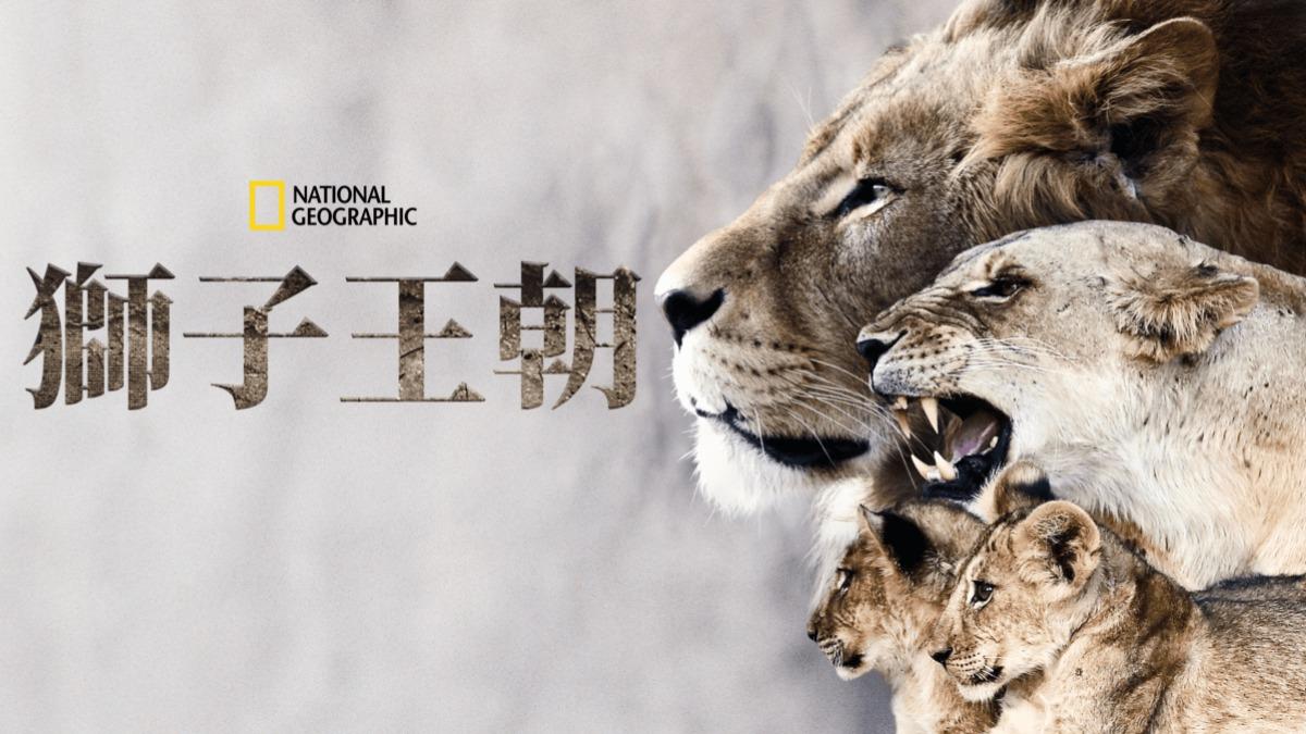 《獅子王朝》講述了坦尚尼亞最強大獅群的故事。(圖/翻攝自Disney+)