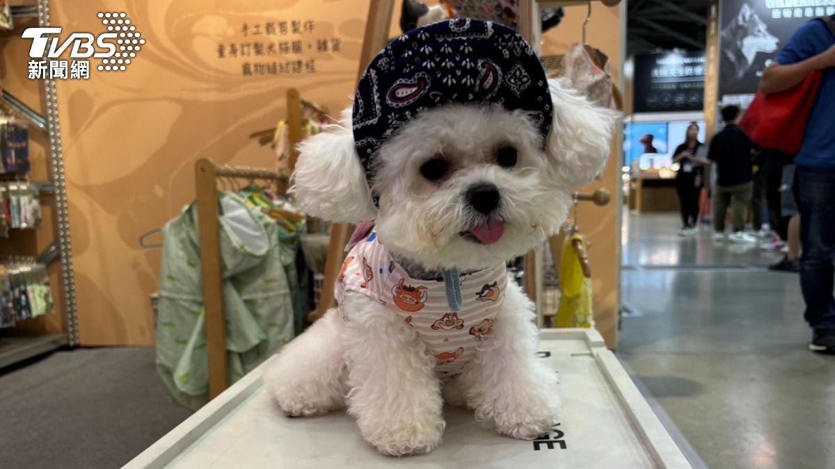 超萌！飼主為毛孩挑選遮陽帽　防太陽傷眼睛（圖／記者萬紹安攝）