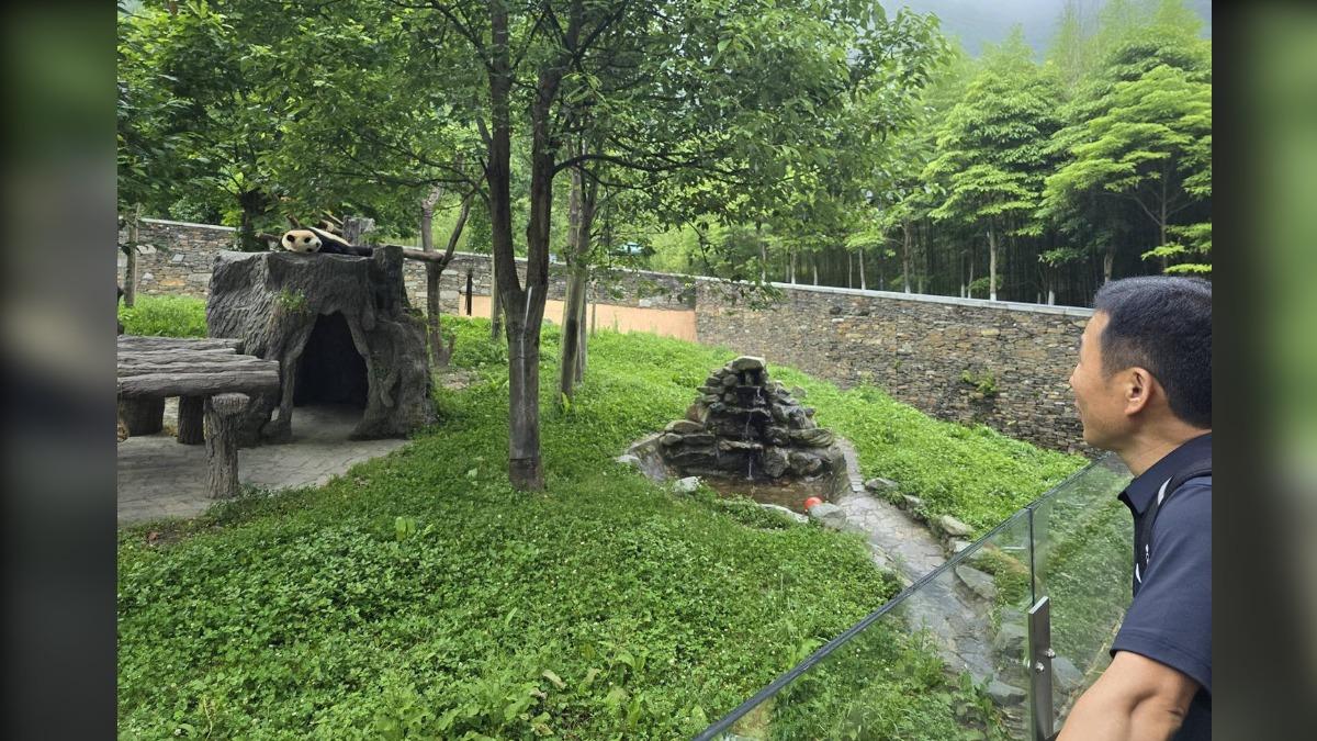 福寶在樹洞上躺著（圖／翻攝自 삼성물산 리조트부문）