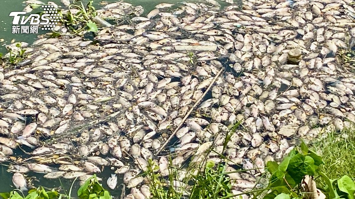 屍味飄散！嘉南大圳佈滿「500公斤」魚屍　元凶抓到了