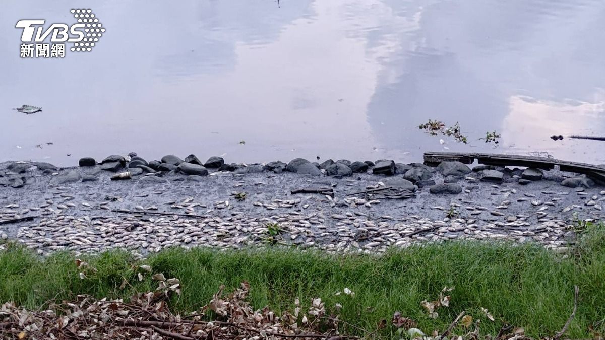 大量死魚擱淺在岸邊,陣陣惡臭飄出。(圖/TVBS)