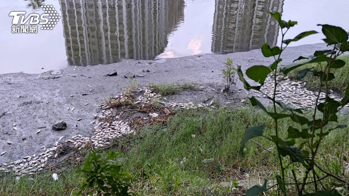 現場死魚魚種為吳郭魚。(圖/TVBS)
