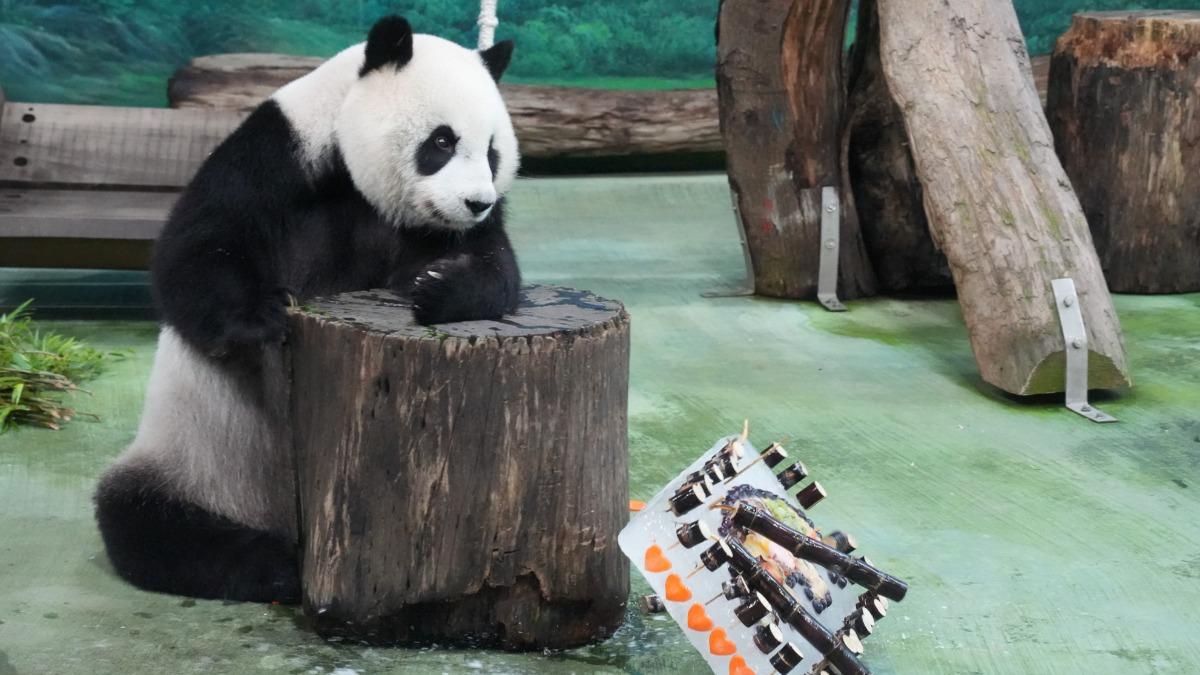 圓仔狂嗑!「推倒蛋糕」也照樣吃(圖/北市動物園提供)