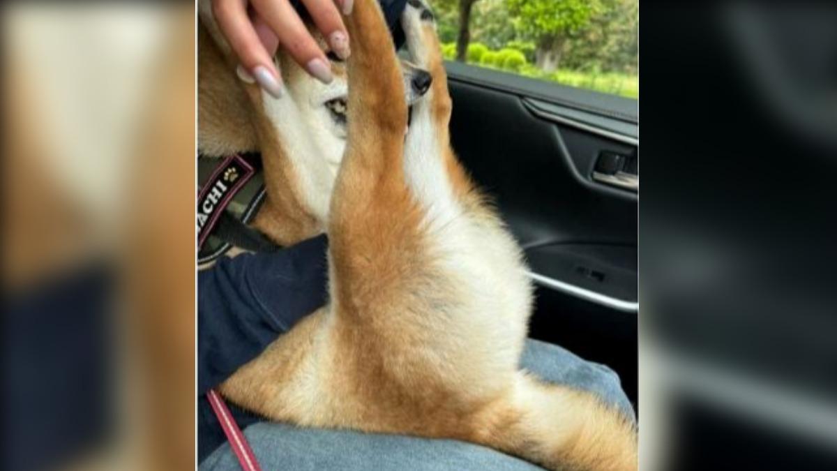Hachi醬一點也不嬌羞地將有大大肉球的小腳腳抬起,屁股翹高高地朝向照相機的畫面引來許多網友觀看。(圖/擷取自X@shiba_hachi110)