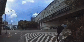 高雄警匪追逐片!男闖燈蛇行 自我擊落辯:肚痛趕上班