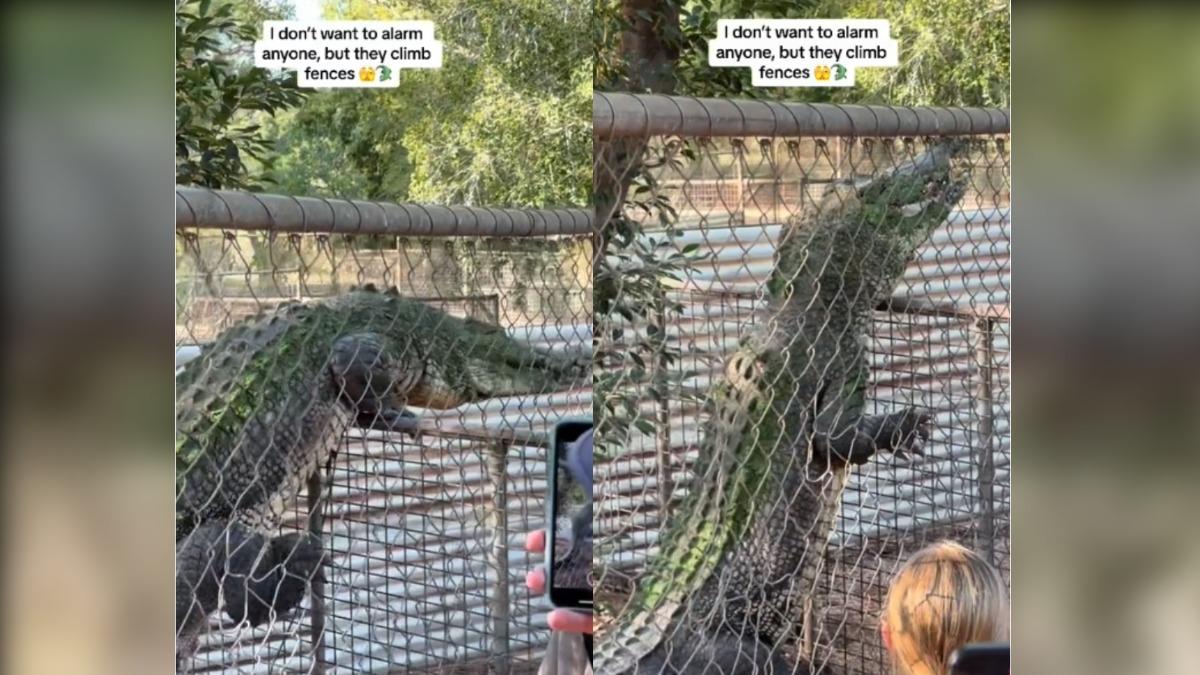 越獄風雲動物園版 澳洲巨鱷爬欄杆1/3身體露外面嚇壞遊客