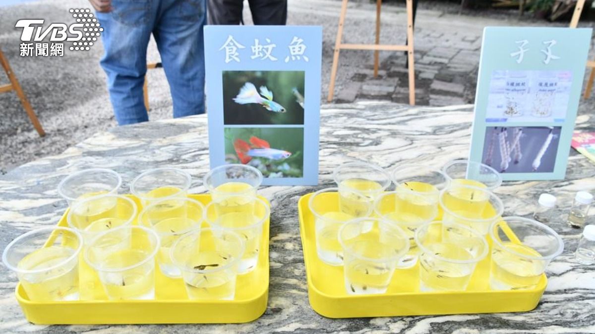預防登革熱 遵循「巡、倒、清、刷」清除孳生源