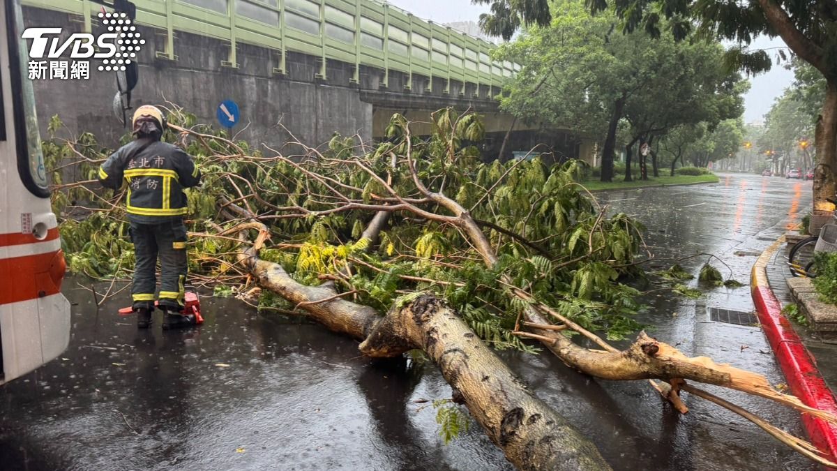 快訊/午後大雨攪局!北市建國南路路樹倒塌 道路暫時封閉