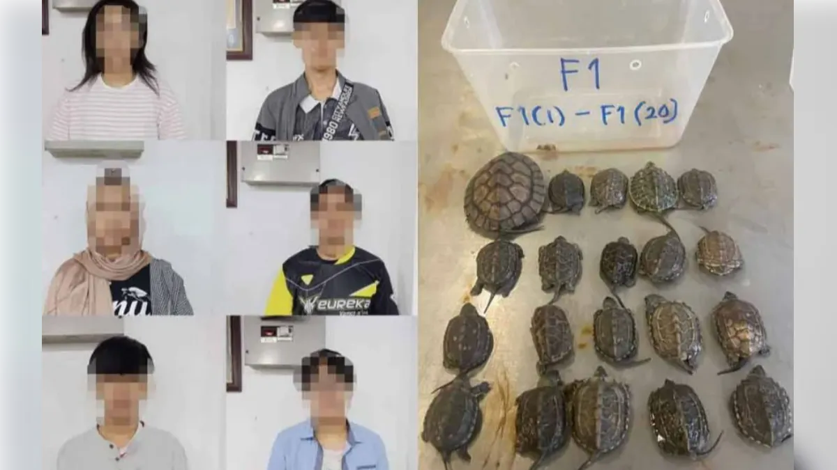 馬來西亞逮「忍者龜幫」 六人走私2百隻市值160萬稀有烏龜
