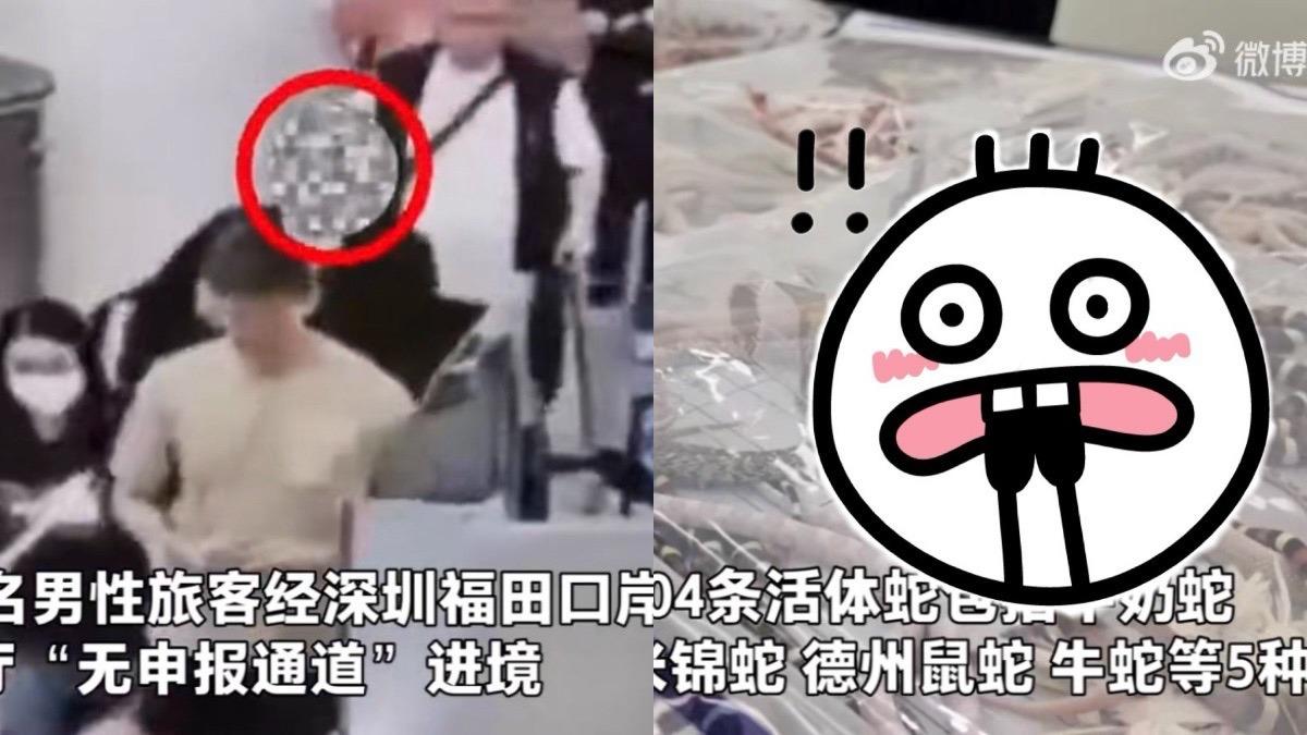 噁爆!陸男走私活體蛇塞口袋 104條「蠕動狂爬」網看傻