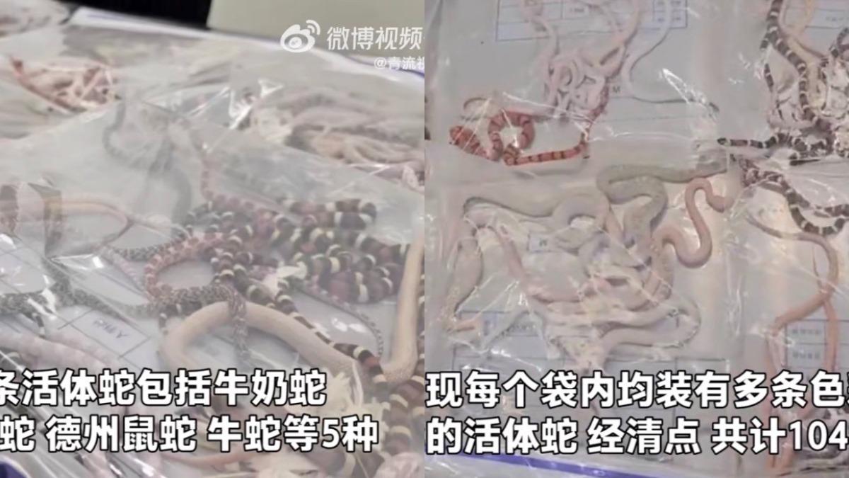 海關共查獲了104條蛇。(圖/翻攝自微博)