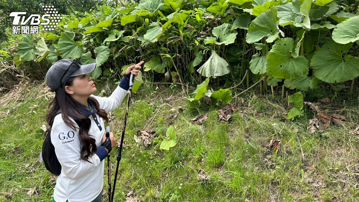 夏季北海道Club Med主打戶外自然探索,皆會有專人帶領導覽。(圖/許稚佳攝)