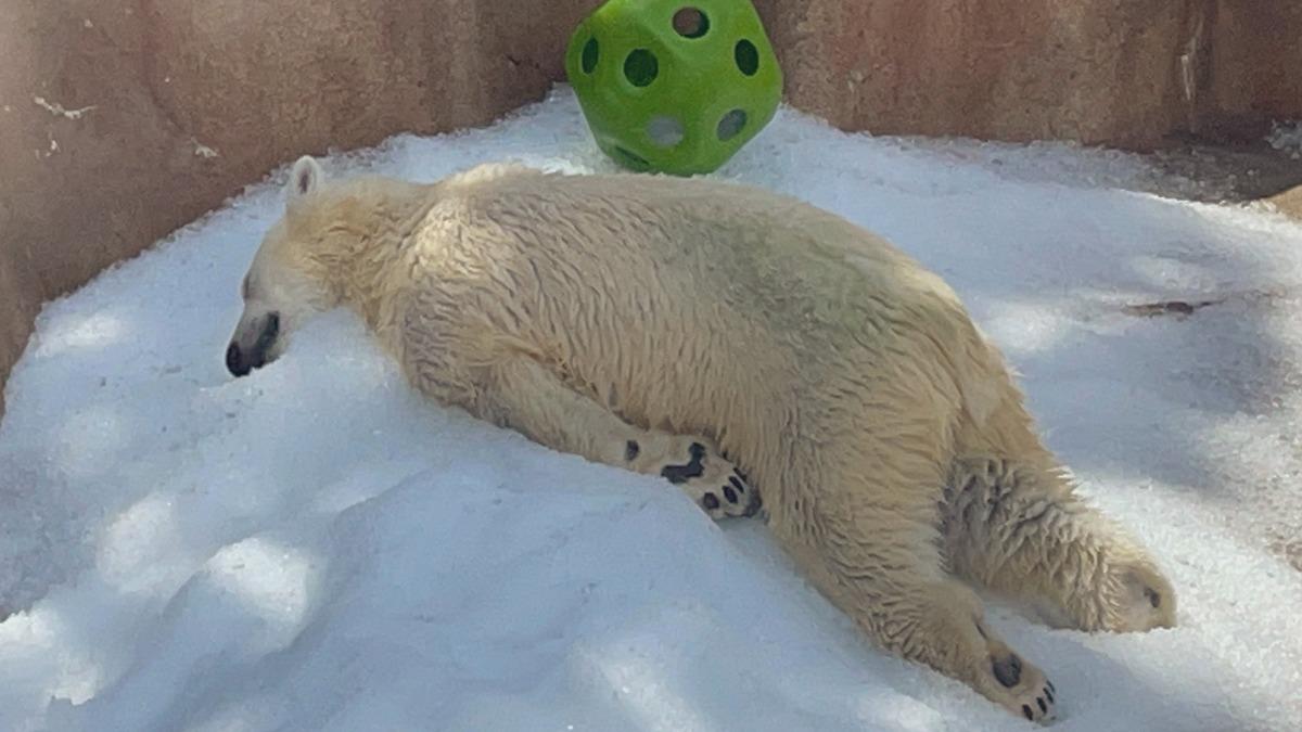 有夠熱!日動物園「北極熊樂躺冰塊」畫面曝 百萬網友超心疼