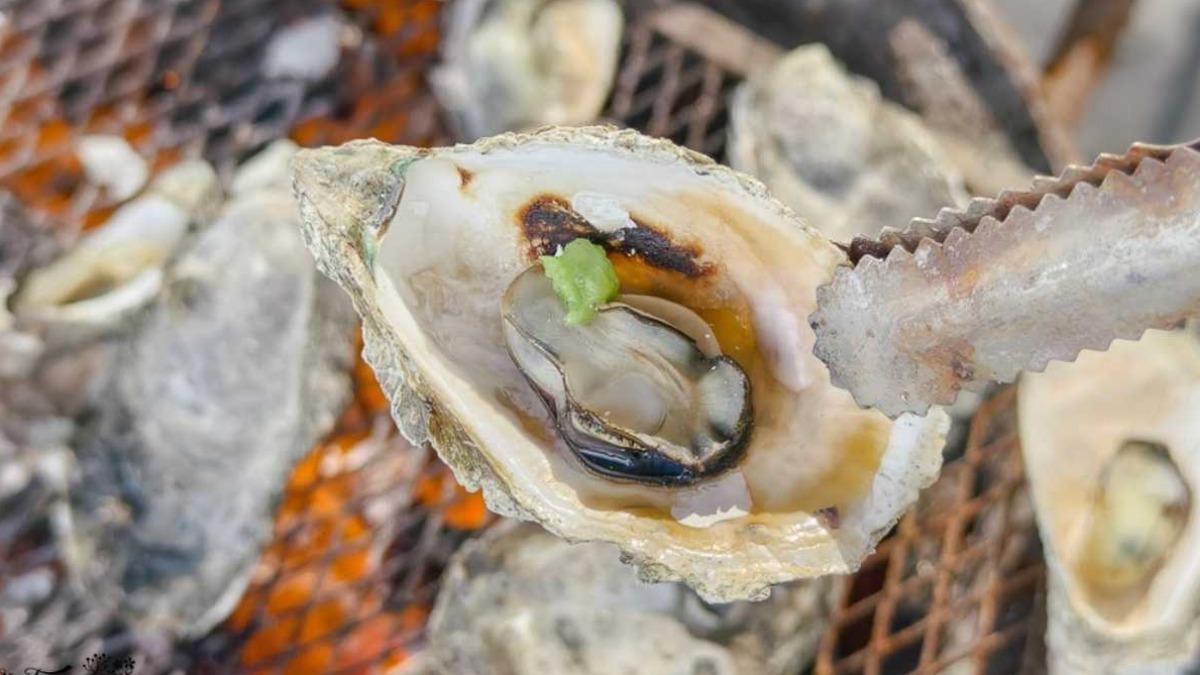 烤蚵加上醬油、哇沙米 的風味更棒,不加調味料也很鮮,能隨時變換口味。(圖/緹雅瑪 美食旅遊趣提供)