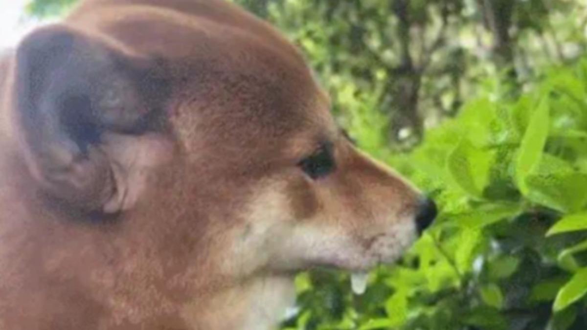 柴犬散步突「抽搐口吐白沫」！飼主嚇壞...獸醫淡定：處男悲歌