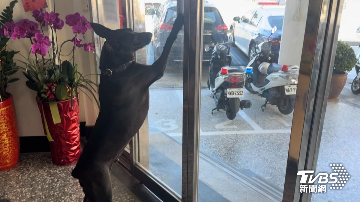 差點變浪浪!高雄萌狗成威風警犬 每天聰明開門上班、巡邏