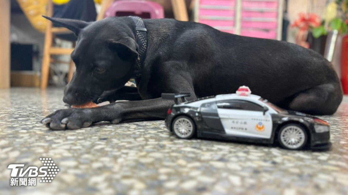 黑將玩著小警車。(圖/林雅婷攝)