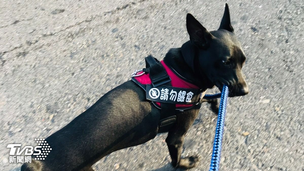 員警下班時,黑將則會期待去散步巡邏。(圖/TVBS)