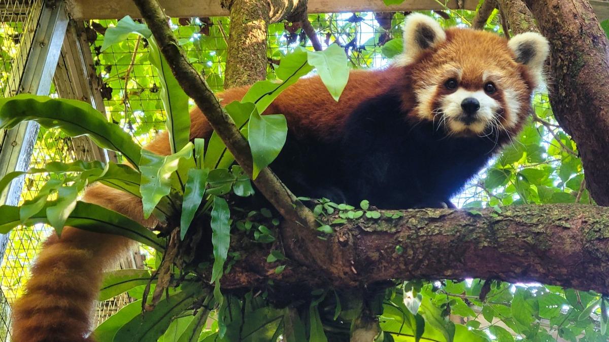 北市動物園再送走老友!小貓熊「YaYa」腦水腫病變離世