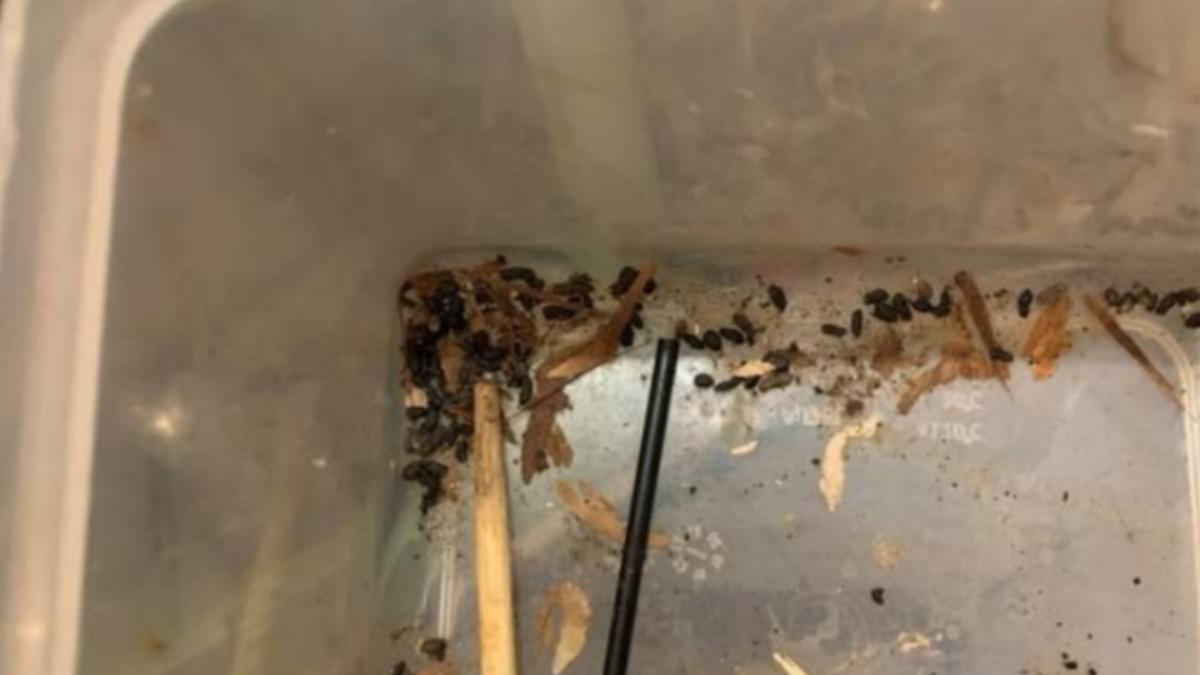 咖啡機下方盒子有老鼠屎。(圖/北市衛生局)