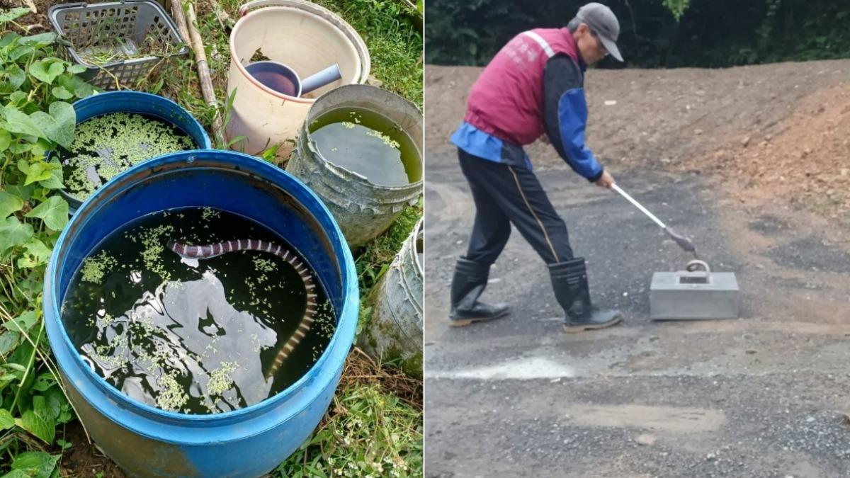 新北退休老農菜園澆花 儲水桶內驚見受困雨傘節「嚇破膽」