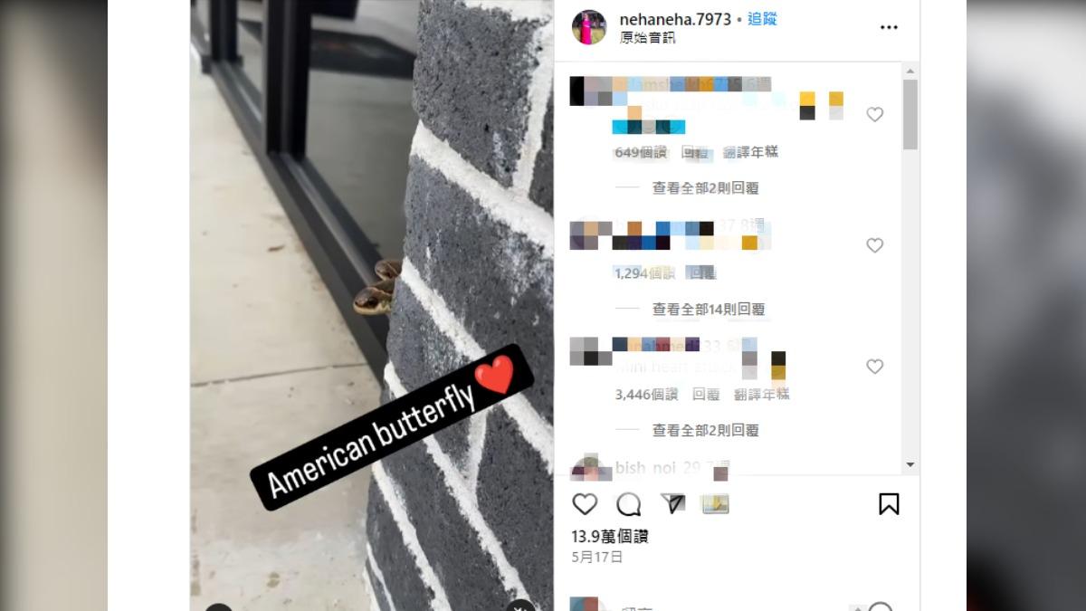 誤以為牆角遇見蛇 美國男子定眼一看才知驚見北美稀有蛾類