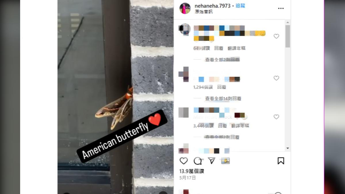 屋主以為牆角有蛇探出頭,沒想到卻是一隻北美特有品種的蠶蛾。(圖/翻攝自IG nehaneha.7973)
