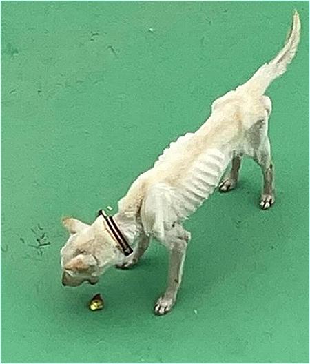 老狗瘦得連肋骨都清晰可見。(圖/翻攝自濟州動保團體)