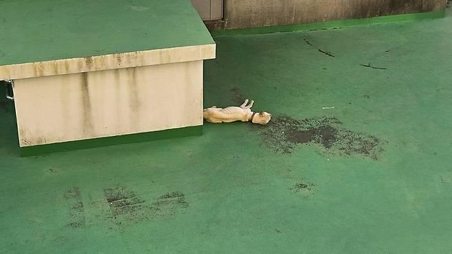 老狗無助的躺在高溫地板上。(圖/翻攝自濟州動保團體)