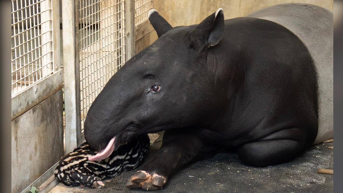 馬來貘「貘莉」今早順利產下一仔。（圖／北市動物園提供）