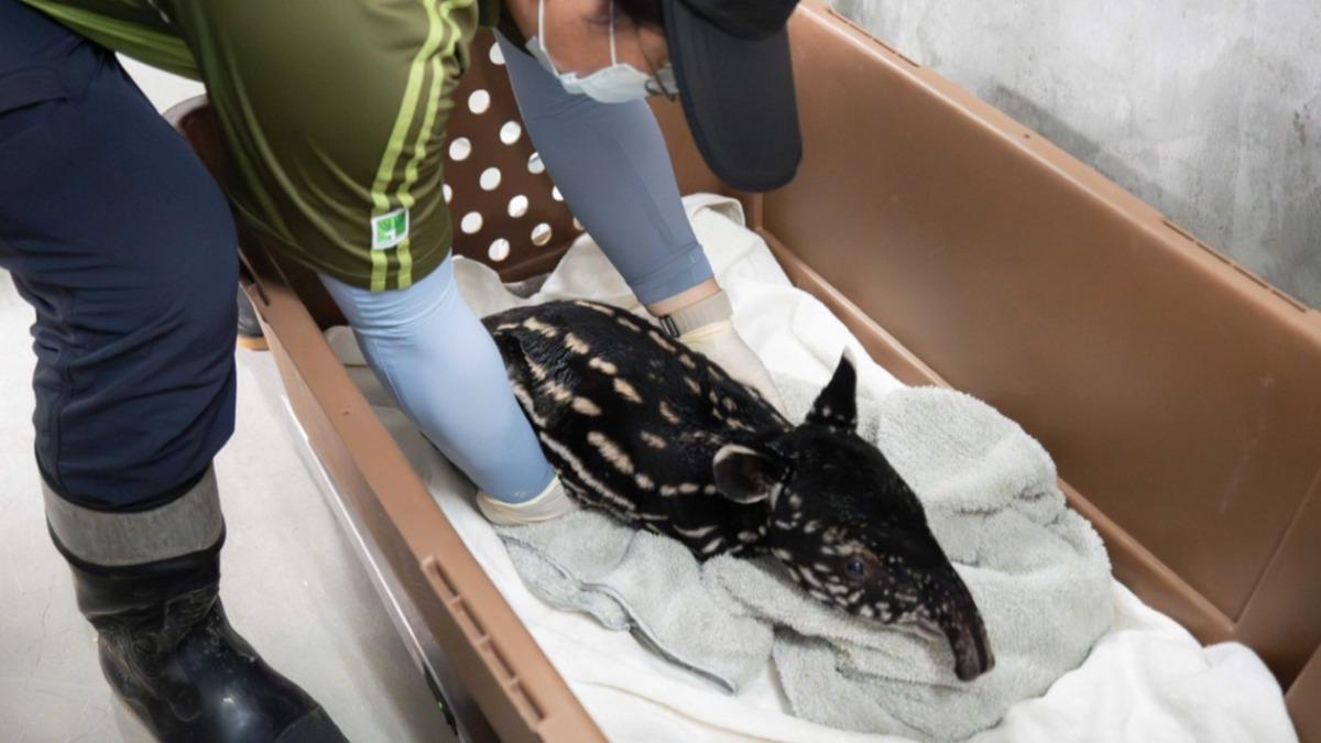 馬來貘「貘莉」今早順利產下一仔。（圖／北市動物園提供）