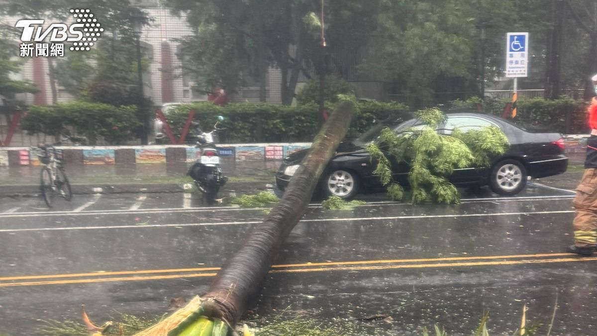椰子樹橫向倒塌並砸毀一旁停放汽車。(圖/TVBS)
