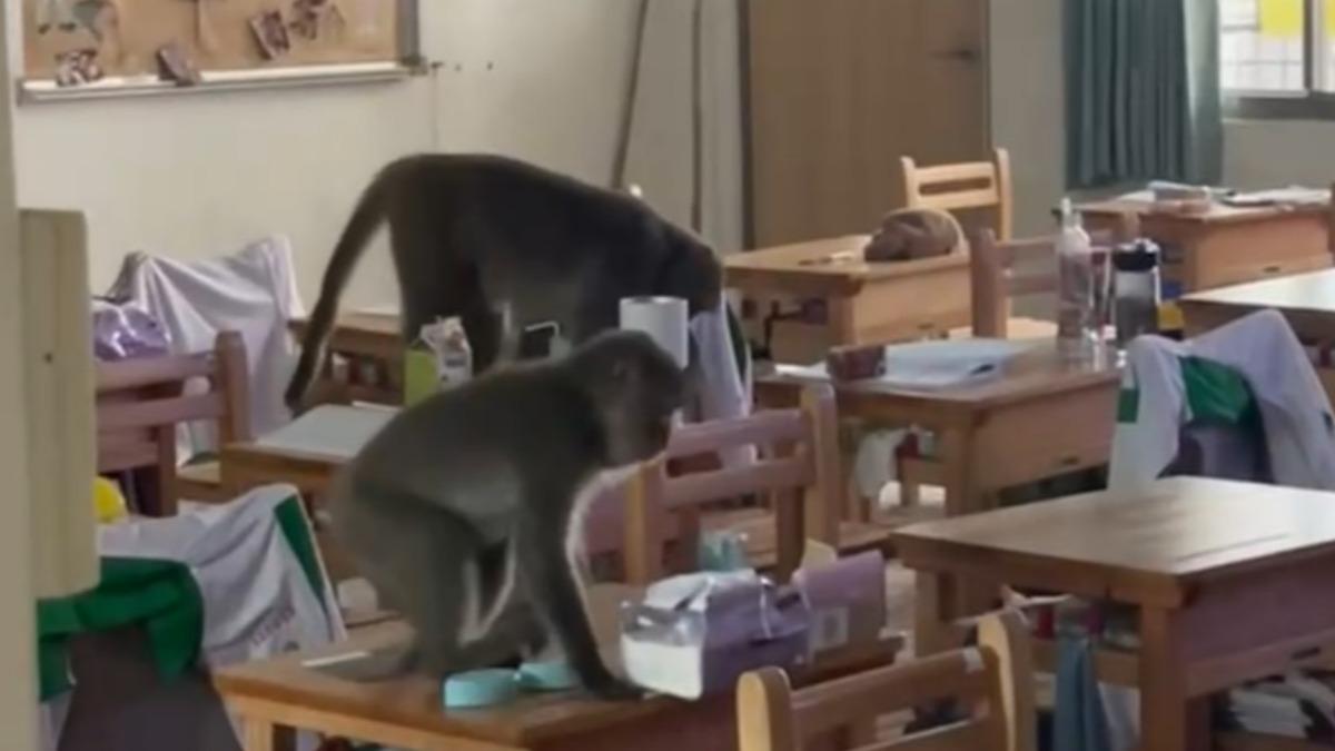 獼猴闖入沒關門窗的教室中爬上爬下。（圖／民眾提供）