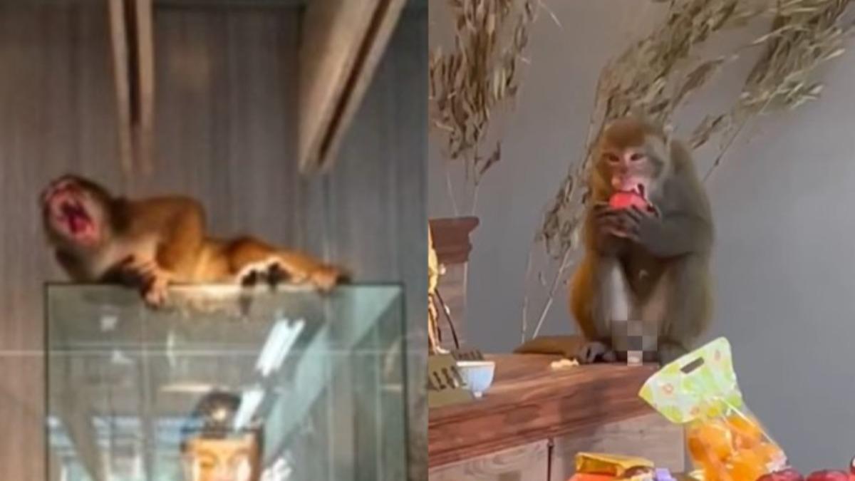 猴子闖北二殯「挑釁如來佛」!悠哉嗑供品 趴神像打盹畫面曝