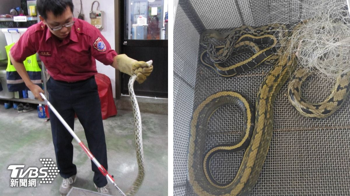 獨/嚇死!南投1天3蛇竄民宅 名間、埔里都有
