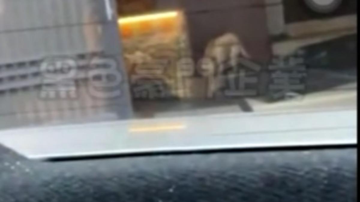 屋內的狗狗驚恐地衝出來不停逃竄。(圖/翻攝自黑色豪門企業)