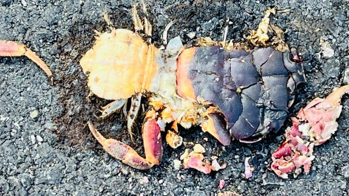 心痛畫面曝!小琉球路殺逾千起 陸蟹遭輾「爆卵蟹餅」屍橫遍野