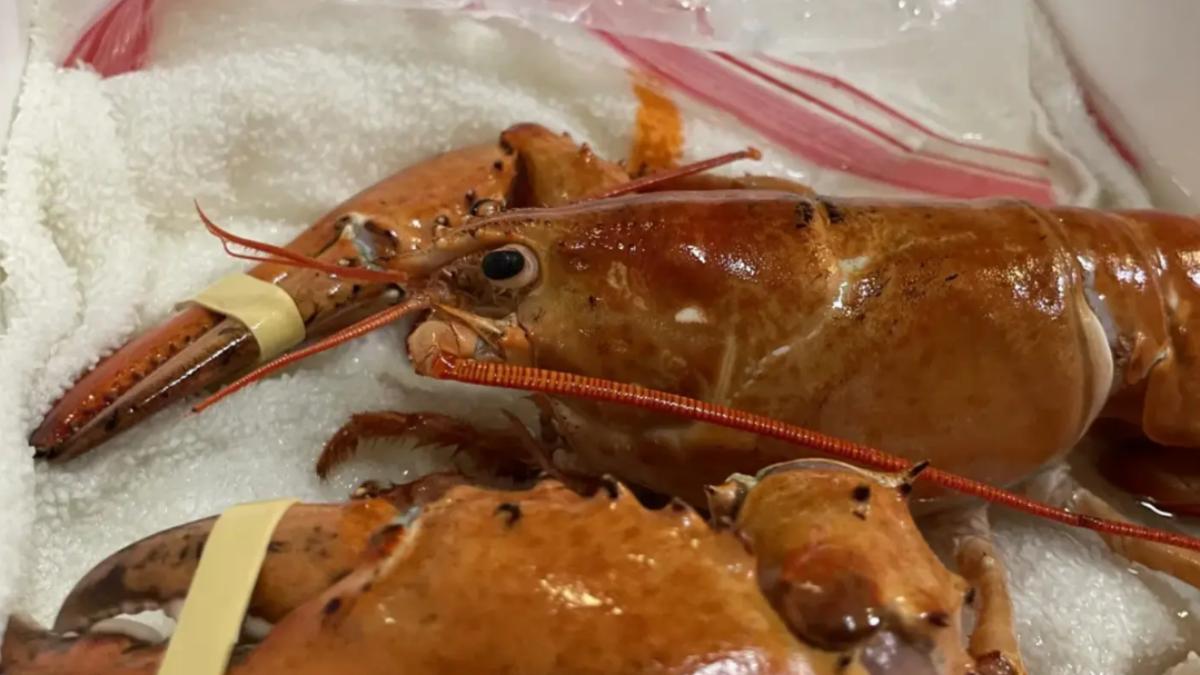 差點沒命！美餐廳驚見「橙色龍蝦」店員急救起　水族館興奮收編