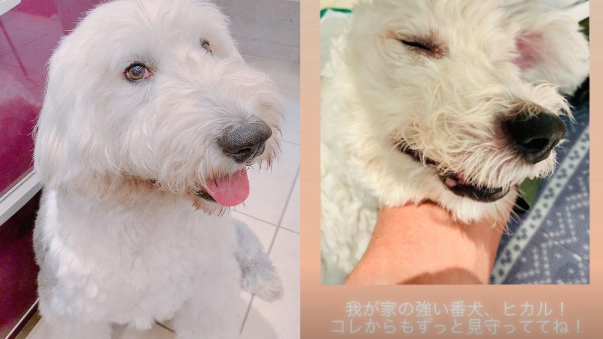 木村一家發文道別愛犬。(圖/翻攝自木村拓哉、木村心美IG)