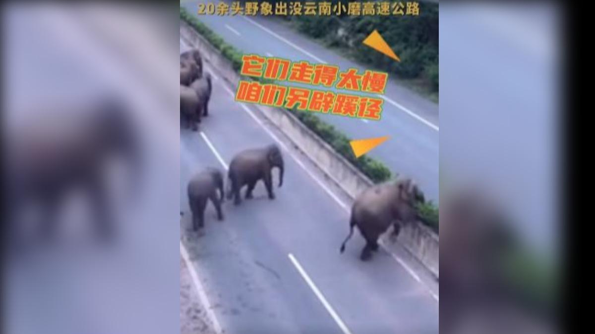 陸20頭象寶寶高速公路大玩8小時還翻牆　網笑：放暑假啦